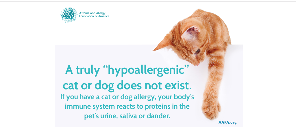 Living with Pet Allergies: Strategies to Thrive & Care for Your Furry Friends