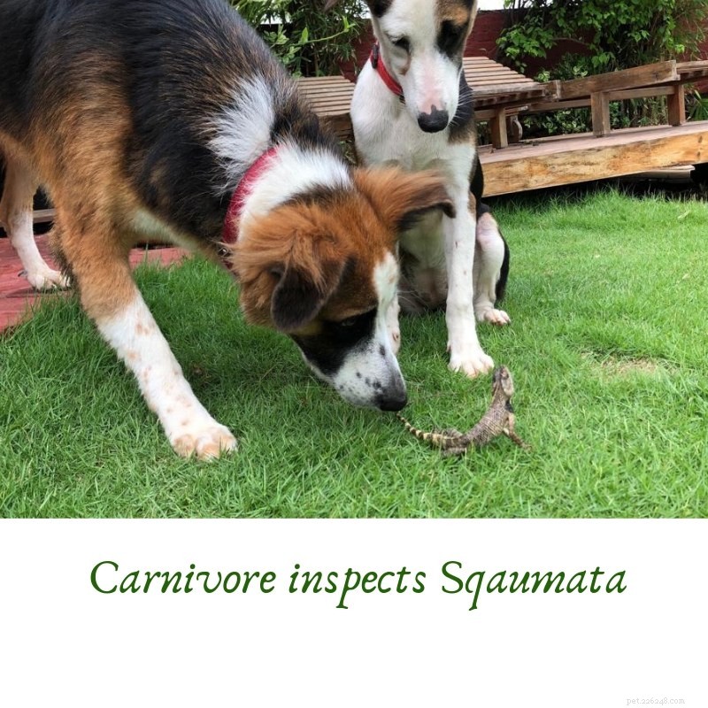 Lizards and Dogs: Understanding Their Interactions and Safety Tips