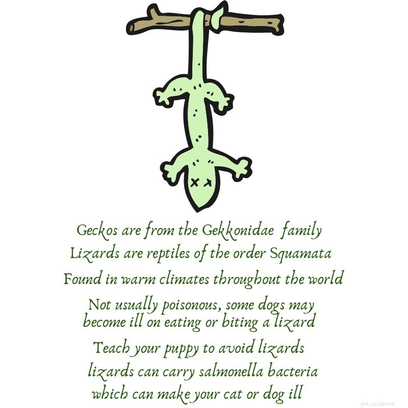 Lizards and Dogs: Understanding Their Interactions and Safety Tips