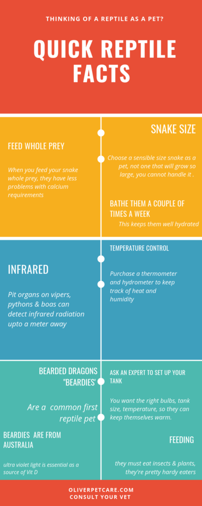 Quick Reptile Facts: Your Professional Guide to Reptile Biology