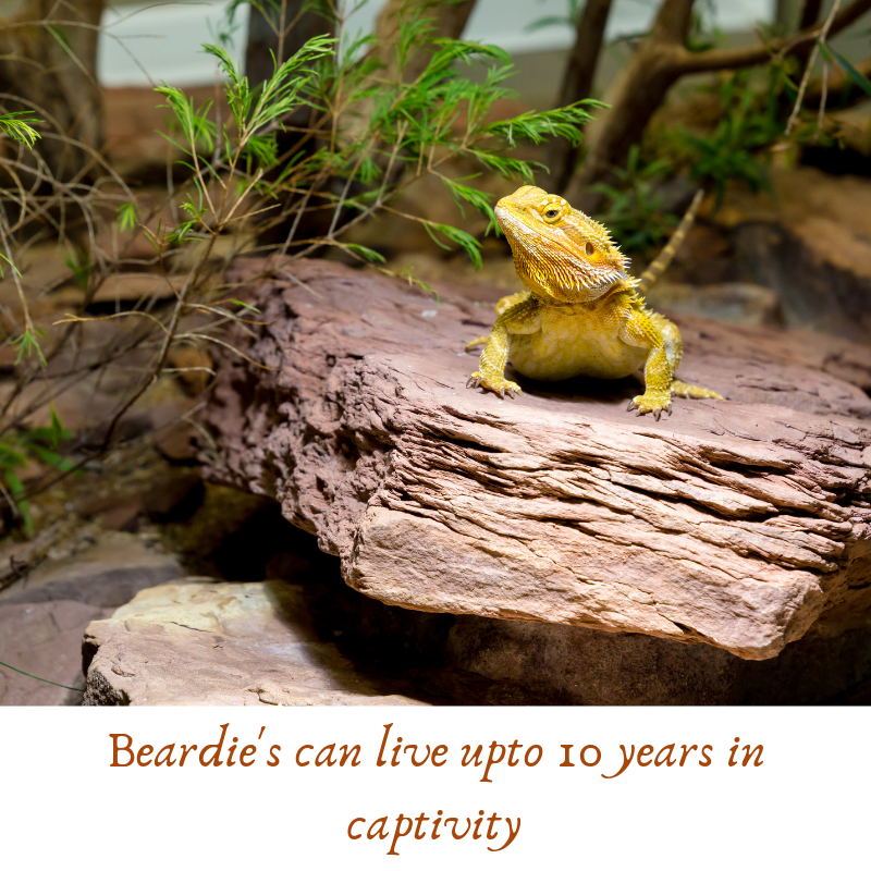 Quick Reptile Facts: Your Professional Guide to Reptile Biology
