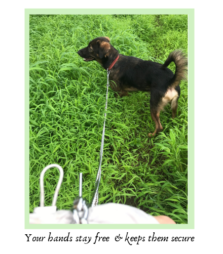 Expert Guide to Walking Your Dog: Tips for a Healthy, Enjoyable Stroll