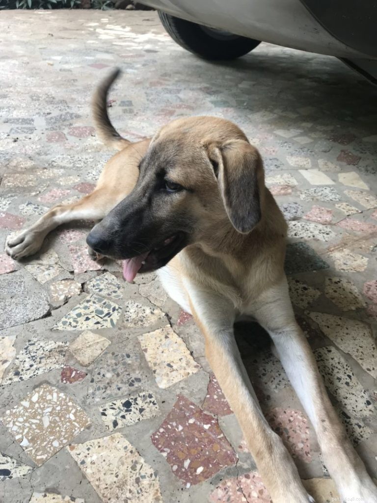 Remembering Doogie: A Heartfelt Tribute to a Gentle Companion