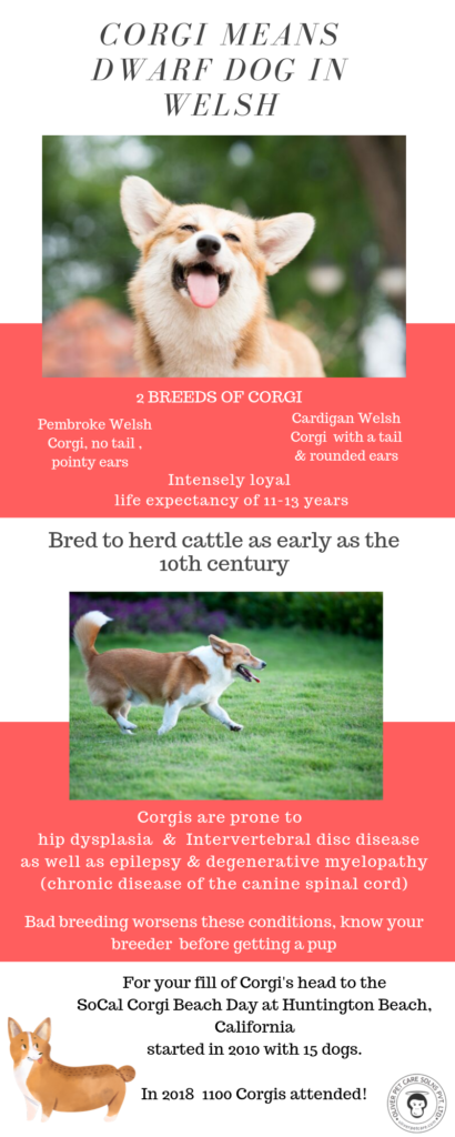 Corgi Cafés: Why Thousands Are Flocking to Bangkok’s Pet‑Friendly Hotspots