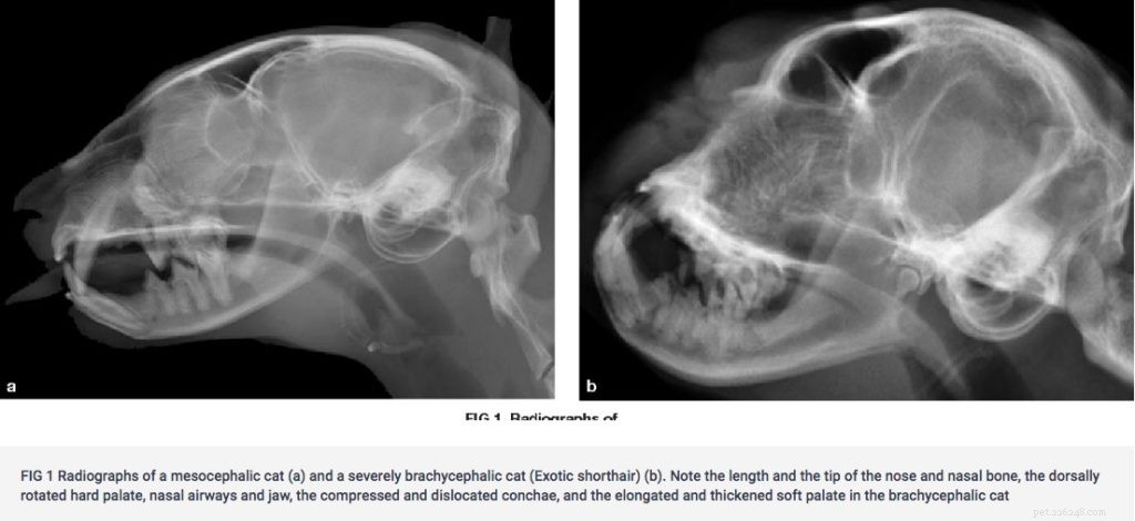 Smash-Faced Pets: How to Identify and Care for Cats & Dogs in Respiratory Distress