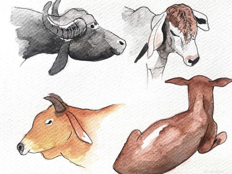 Animal Aid – Compassionate Care & Rehabilitation for Stray Animals