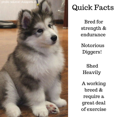 The 8-Crore Alaskan Malamute: India s Most Expensive Dog