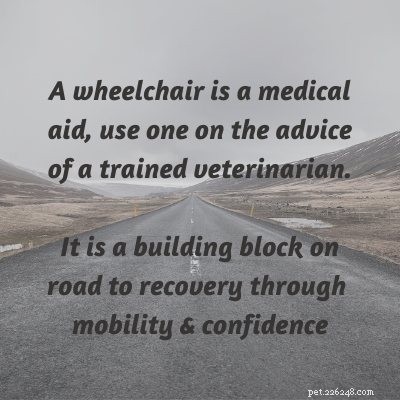 Choosing the Right Wheelchair for Your Pet s Recovery