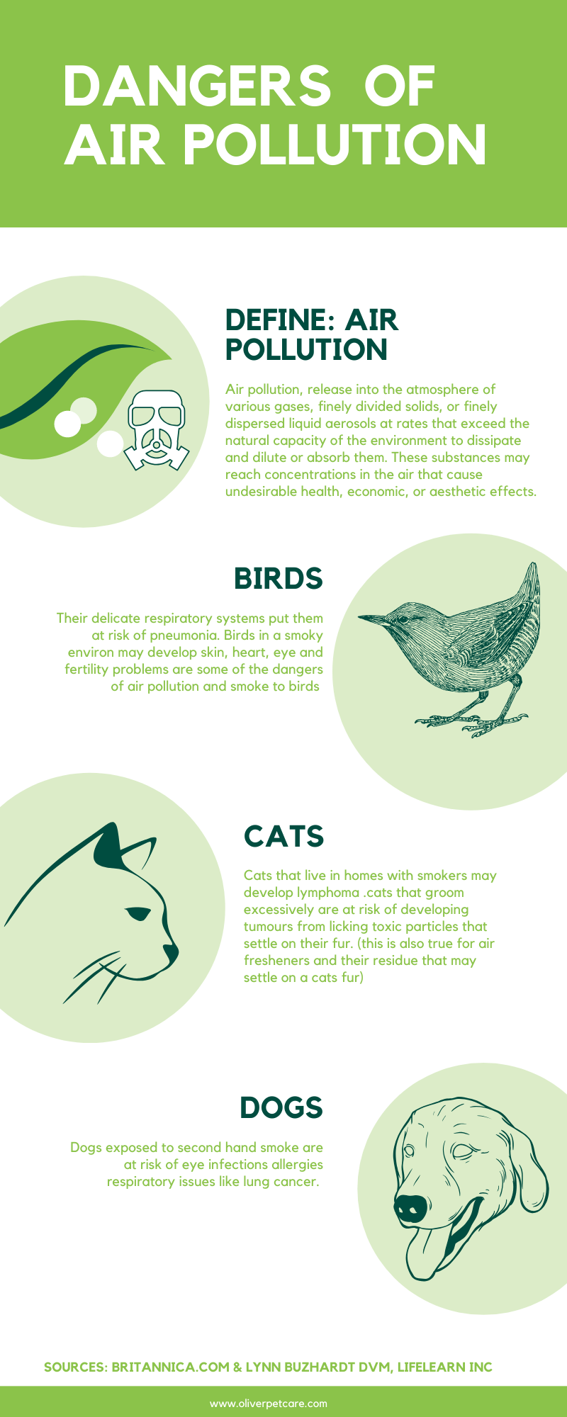 Air Pollution & Your Pets: Protecting Their Health