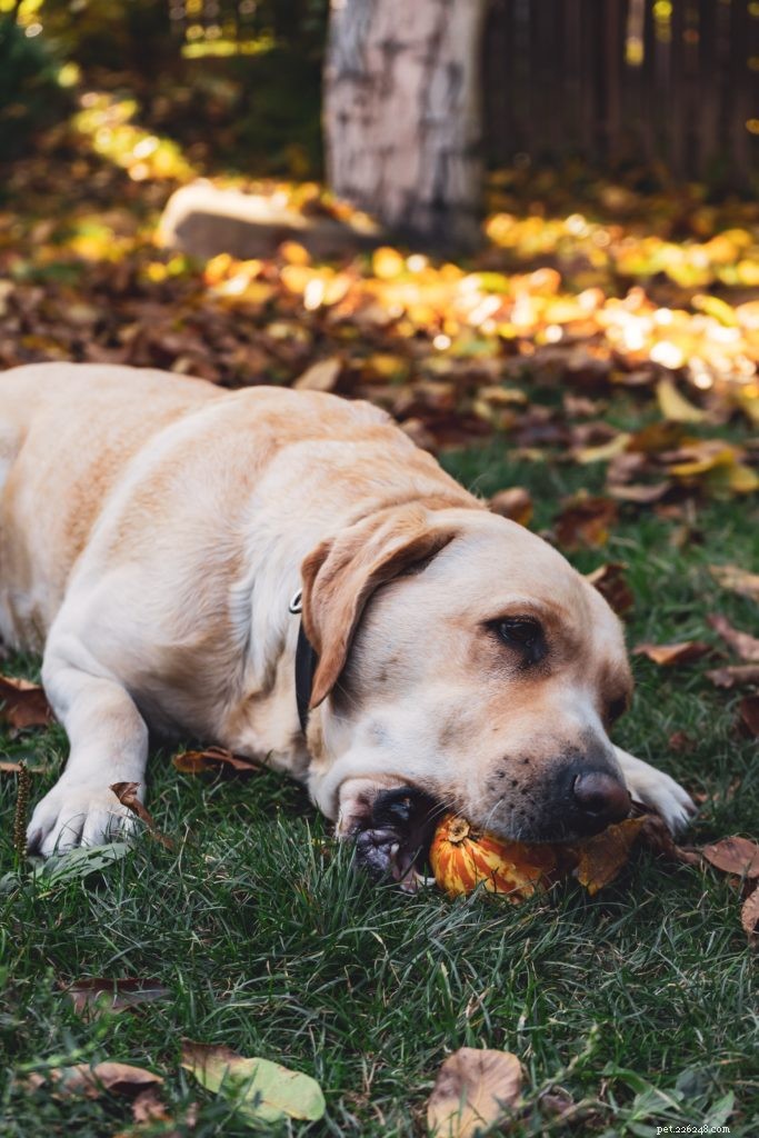Top Dog Camps Near You: Safe, Fun Outdoor Retreats for Your Furry Friend