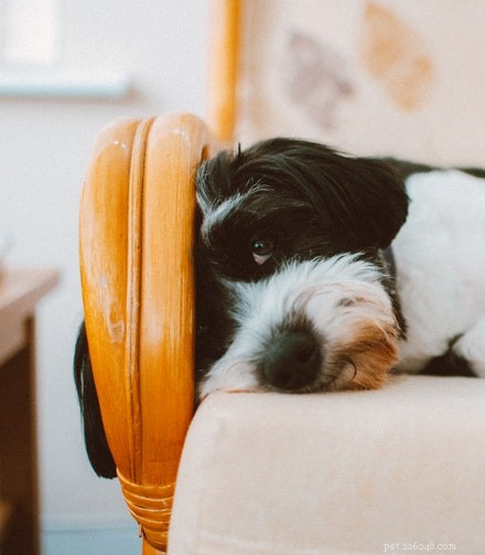 Top Dog Camps Near You: Safe, Fun Outdoor Retreats for Your Furry Friend