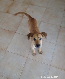Finding the Ideal Puppy: A Comprehensive Guide