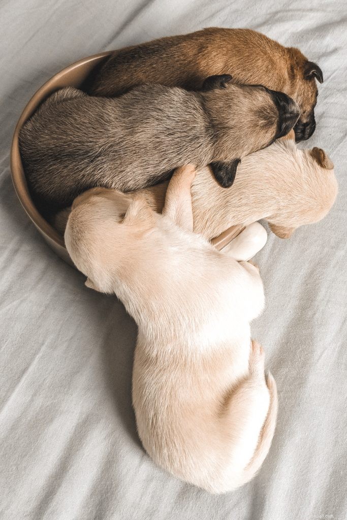 Finding an Ethical Dog Breeder: Trends & Insights