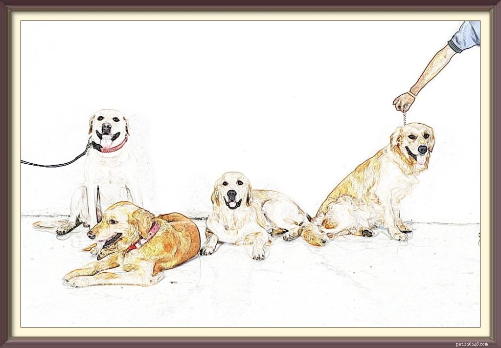 Finding an Ethical Dog Breeder: Trends & Insights
