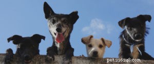 A Proven Rule to Make Vet Visits Stress‑Free for Your Pet