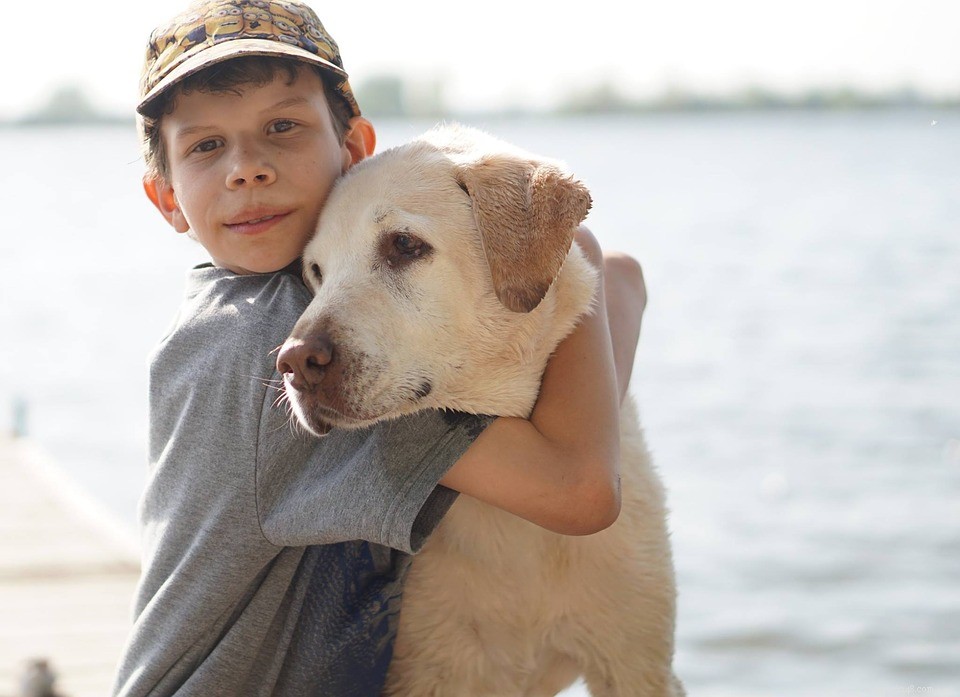 The Ideal Family Dog: Traits Every Home Deserves
