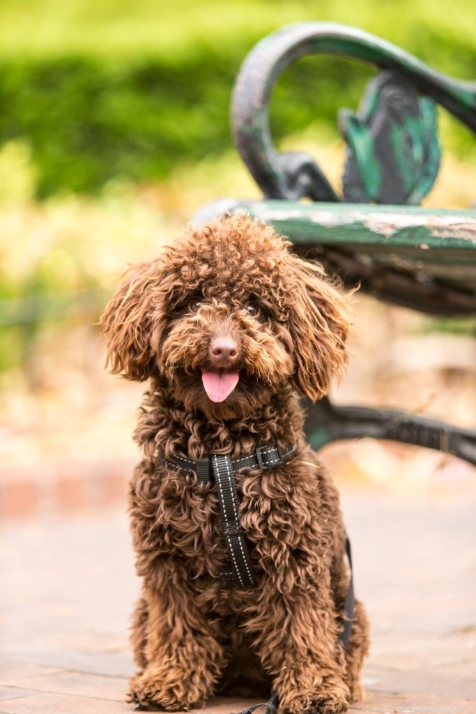 Reevaluating Pet Abandonment: Are We Misguided?