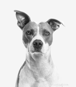 Reevaluating Pet Abandonment: Are We Misguided?