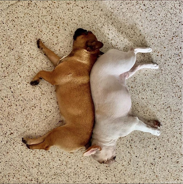 The Ultimate Guide to Choosing the Best Flooring for Your Dog