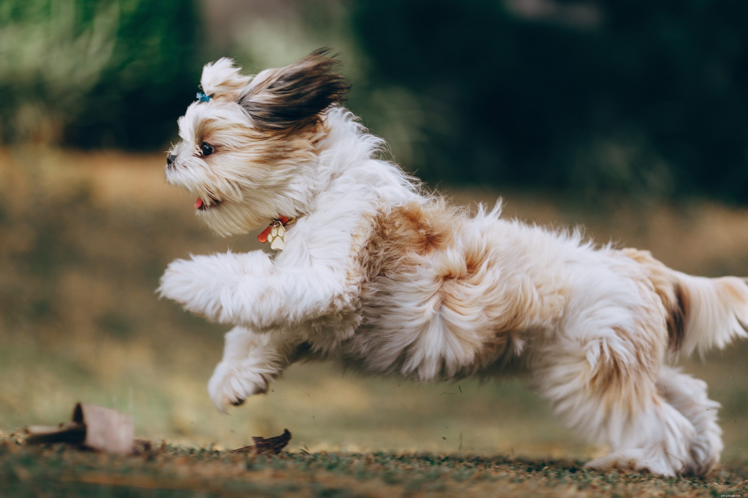 10 Insights Your Dog’s Coat Reveals About Their Health