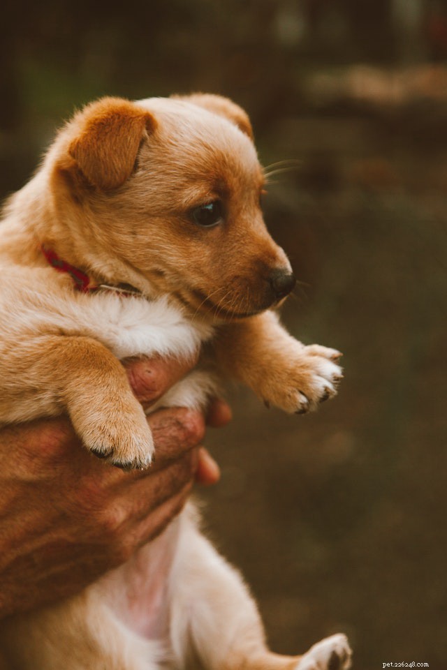 Understanding the Global Outrage Over the Yulin Dog Meat Festival