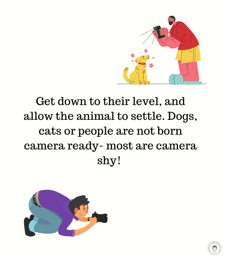Effective Strategies to Promote Your Adoption-Ready Dog or Cat