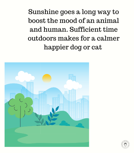 Effective Strategies to Promote Your Adoption-Ready Dog or Cat