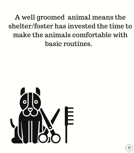 Effective Strategies to Promote Your Adoption-Ready Dog or Cat