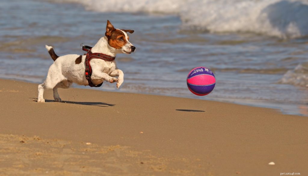 Jack Russell Terrier: Smart, Energetic Companion for Active Families