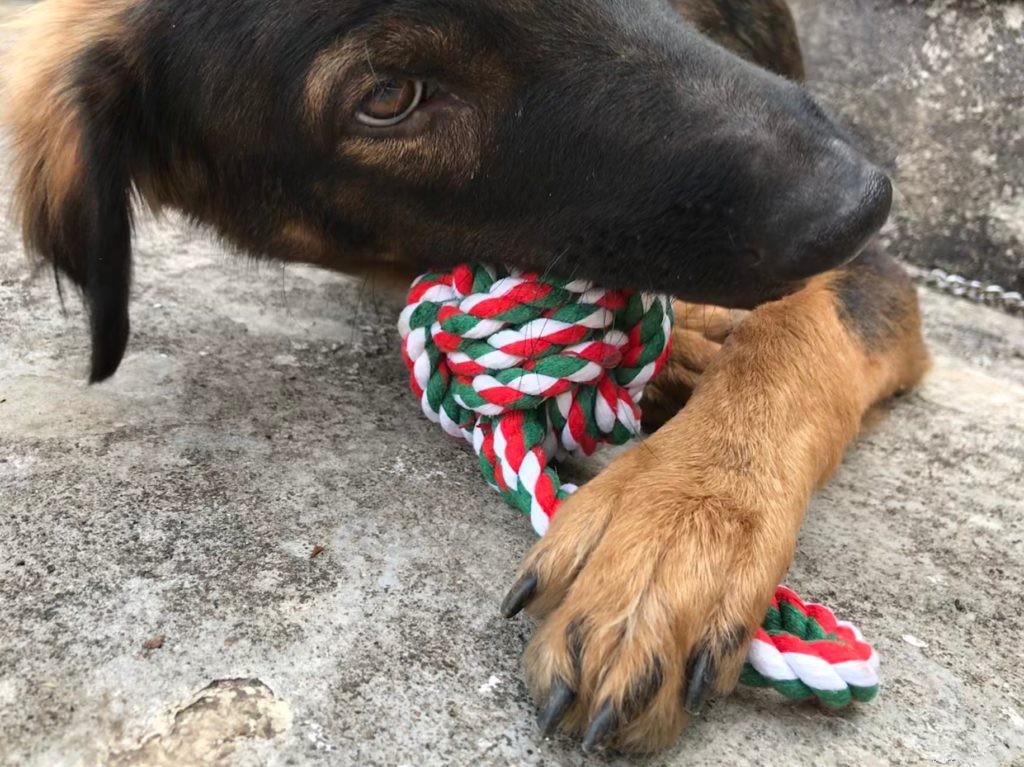 Dog & Cat Toys: Who They’re For and How They Benefit Pets