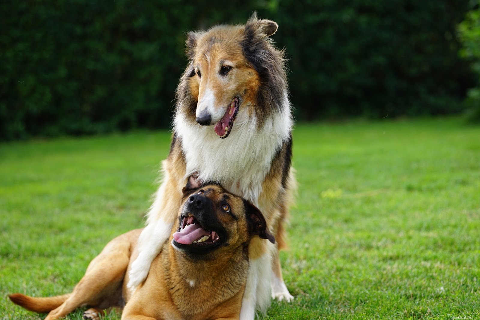 6 Proven Ways Probiotics Boost Your Dog’s Gut Health
