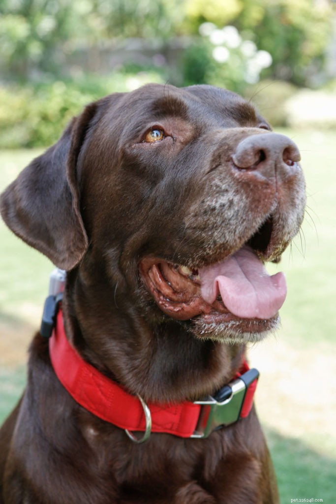 Understanding and Managing Hip Dysplasia in Dogs: Prevention, Signs, and Care