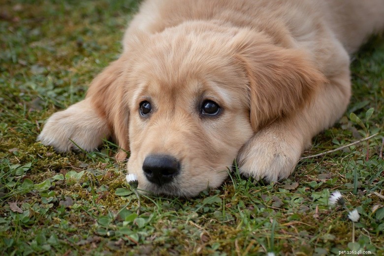 Do You Need to Medicate Your Anxious Dog? Expert Guidance