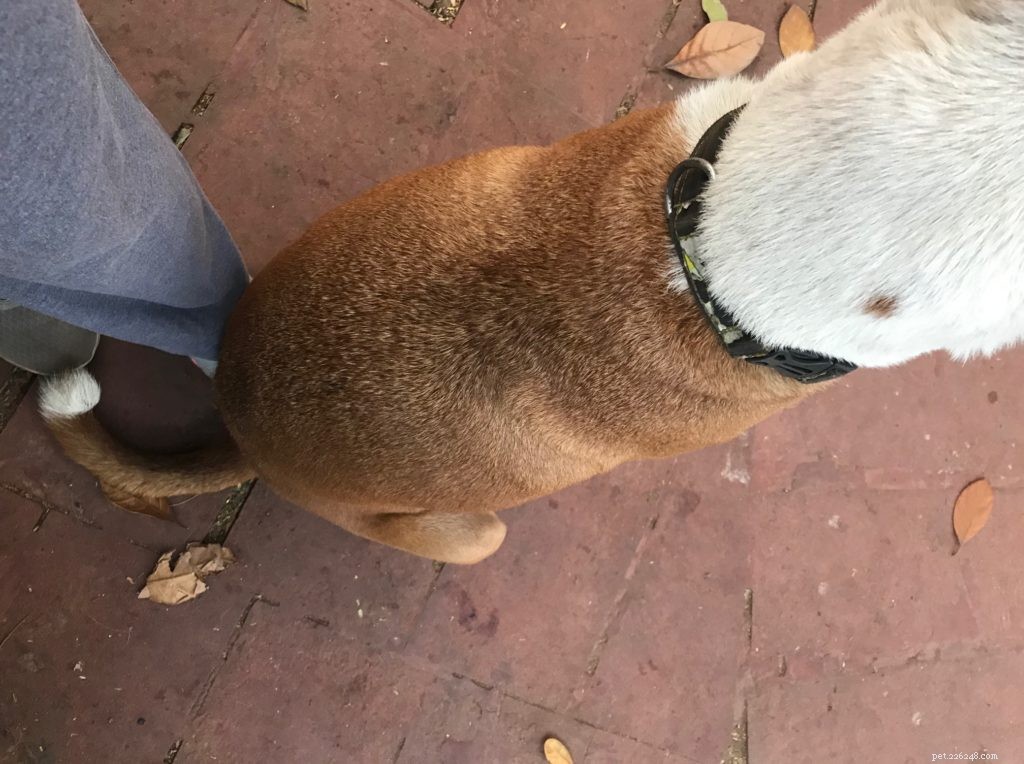 Effective Stray Dog Repellent – Safe, Reliable & Pet-Friendly