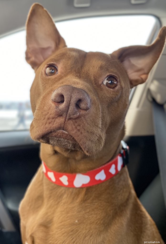 Pet Fashion Trends: Dressing Your Dog for Fun and Safety