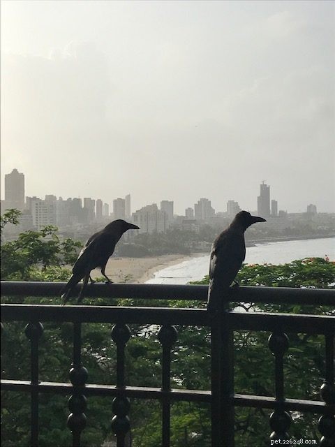 Urban Crows: Smart, Bold, and Adaptable