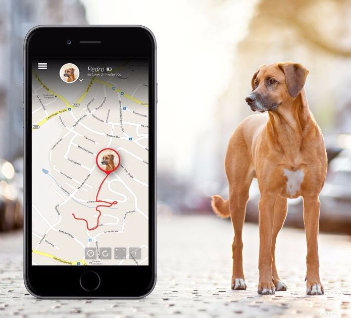 Find Your Lost Pet Quickly with Our Dedicated Missing Pet Finder Service in India