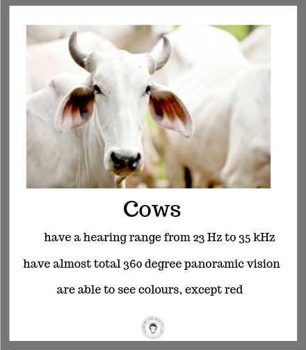 India s Sacred Cow: Diwali Celebrations and Animal Sensitivity