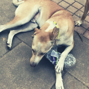 Plastic Waste in Stray Dogs  Stomachs: How to Protect Pets & Reduce Your Carbon Footprint