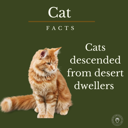 The Ultimate Guide to Keeping Your Cat Happy and Healthy