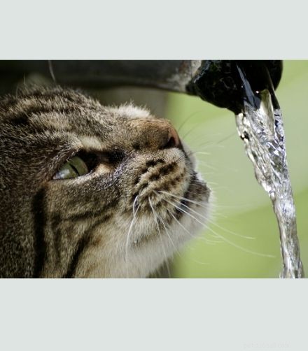 The Ultimate Guide to Keeping Your Cat Happy and Healthy