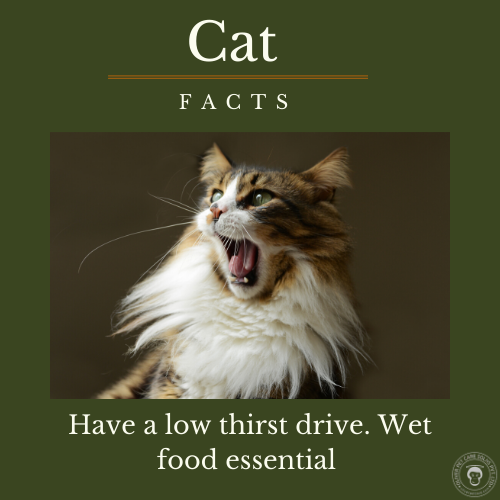 The Ultimate Guide to Keeping Your Cat Happy and Healthy
