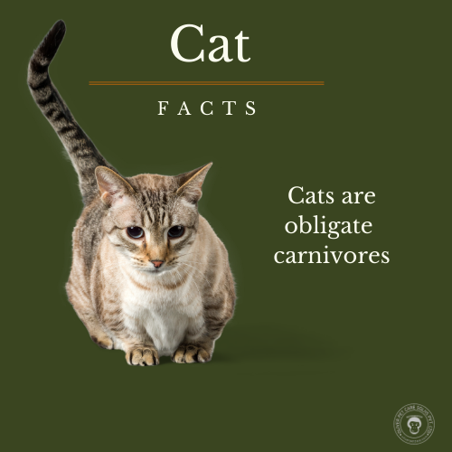 The Ultimate Guide to Keeping Your Cat Happy and Healthy