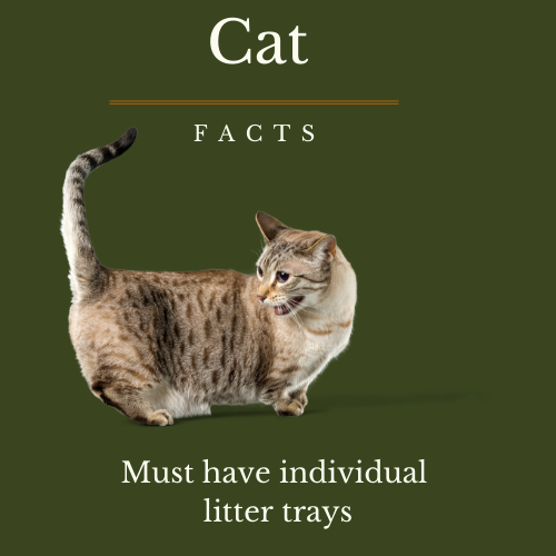 The Ultimate Guide to Keeping Your Cat Happy and Healthy