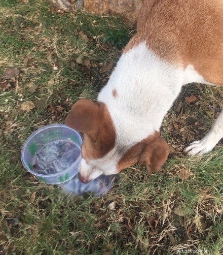 Why Single-Use Solutions are Essential for Your Animal Shelter