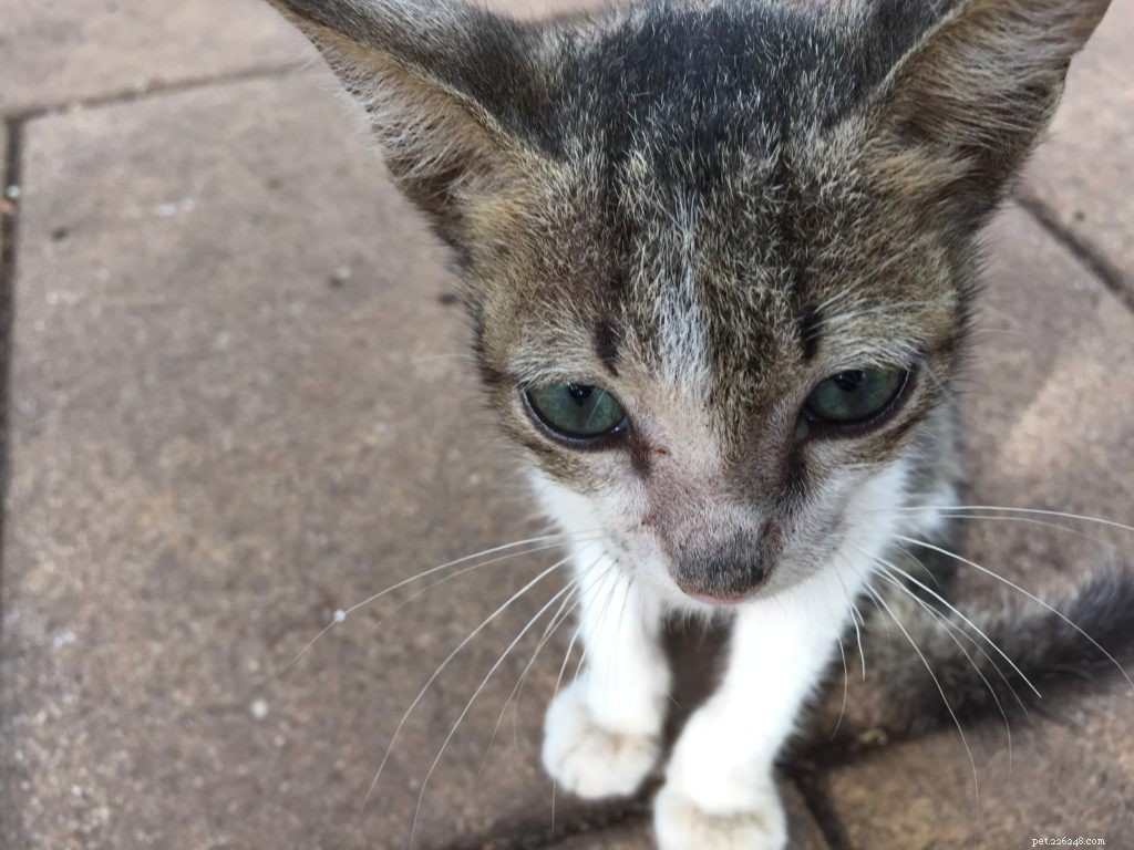 Why Single-Use Solutions are Essential for Your Animal Shelter