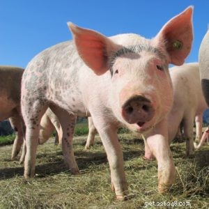 Food or Friends? Navigating the Ethics of Animal Consumption