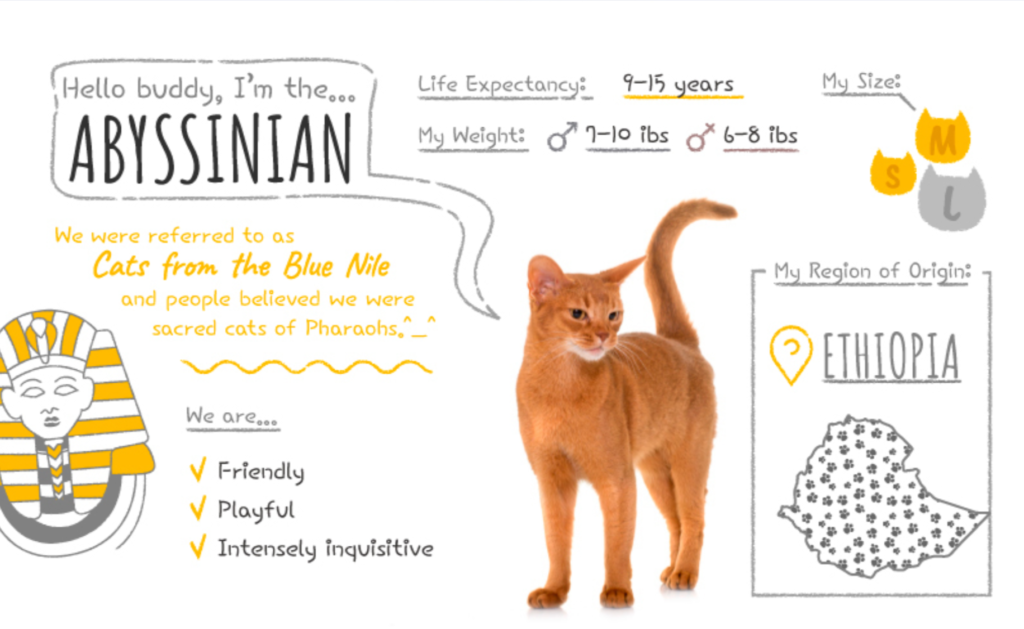 Top Cat Breeds Loved Worldwide: A Guide to the Most Popular Felines