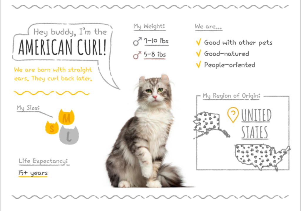 Top Cat Breeds Loved Worldwide: A Guide to the Most Popular Felines