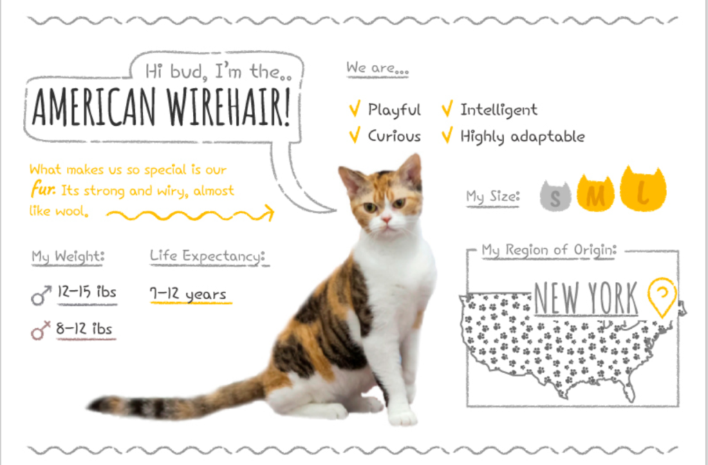 Top Cat Breeds Loved Worldwide: A Guide to the Most Popular Felines